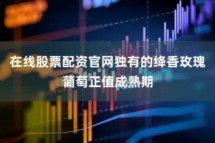 在线股票配资官网独有的绛香玫瑰葡萄正值成熟期